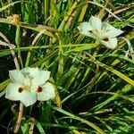 Dietes bicolorBlüte