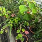 Homalanthus populifolius Tervik taim