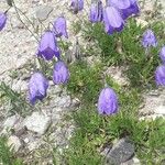 Campanula bertolae Хабит