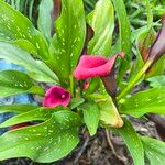 Zantedeschia albomaculata പുഷ്പം