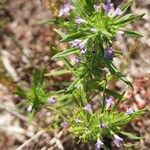 Hedeoma hispida Flor