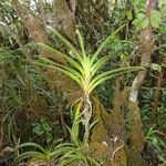 Angraecum striatum Habitus