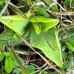 Pinguicula alpina Folha