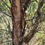 Melaleuca linariifolia Bark