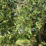 Eucalyptus parvula Hoja