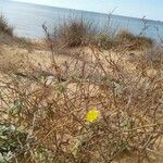 Oenothera drummondii Агульны выгляд