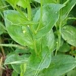 Lepidium draba Leaf