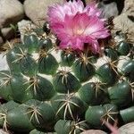 Coryphantha elephantidens Кветка