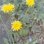 Crepis foetida Хабит