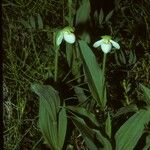 Cypripedium passerinum Hábito