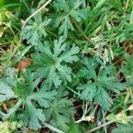 Geranium carolinianum Blatt