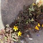 Oxalis corniculata Çiçek