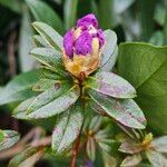 Rhododendron augustinii Blad