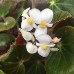 Begonia acida Flor