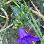 Campanula portenschlagiana Leaf