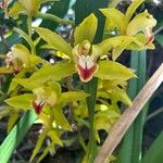 Cymbidium lowianum Květ