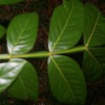 Inga densiflora Folha