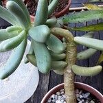 Pachyphytum oviferum Habitus