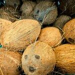 Cocos nucifera Fruto