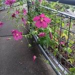 Callirhoe digitata Flower
