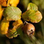 Crataegus germanica Frucht