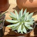 Dudleya greenei 叶