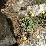 Helianthemum oelandicum Habitat