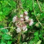 Petasites pyrenaicus Blüte