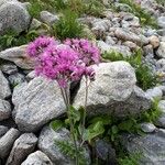 Adenostyles alpinaBlüte