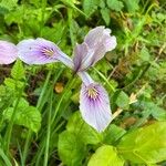 Iris tenax Flor
