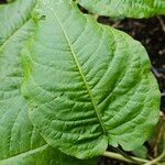 Bistorta amplexicaulis Leaf