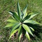 Agave demeesteriana Blatt