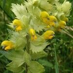 Rhinanthus major Habit