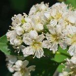Cotoneaster multiflorus Kwiat