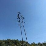 Agave americanaList