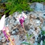 Linaria amethystea Flor