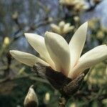 Magnolia sprengeri Kwiat