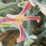 Matthiola fruticulosa Flower