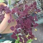 Oxalis hedysaroides Leaf