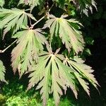 Acer palmatum Blatt