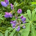 Lupinus × regalis Λουλούδι