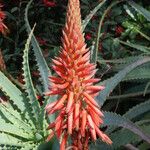 Aloe arborescens花