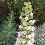 Echium simplex Žiedas