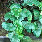 Begonia handelii Folha