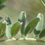 Vicia monantha Leaf