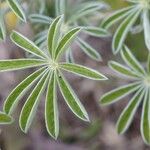 Lupinus arboreus Feuille