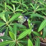 Euphorbia mellifera Lapas