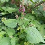 Stachys sylvatica Blad