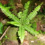 Asplenium formosum ശീലം