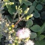 Senecio vulgaris 花